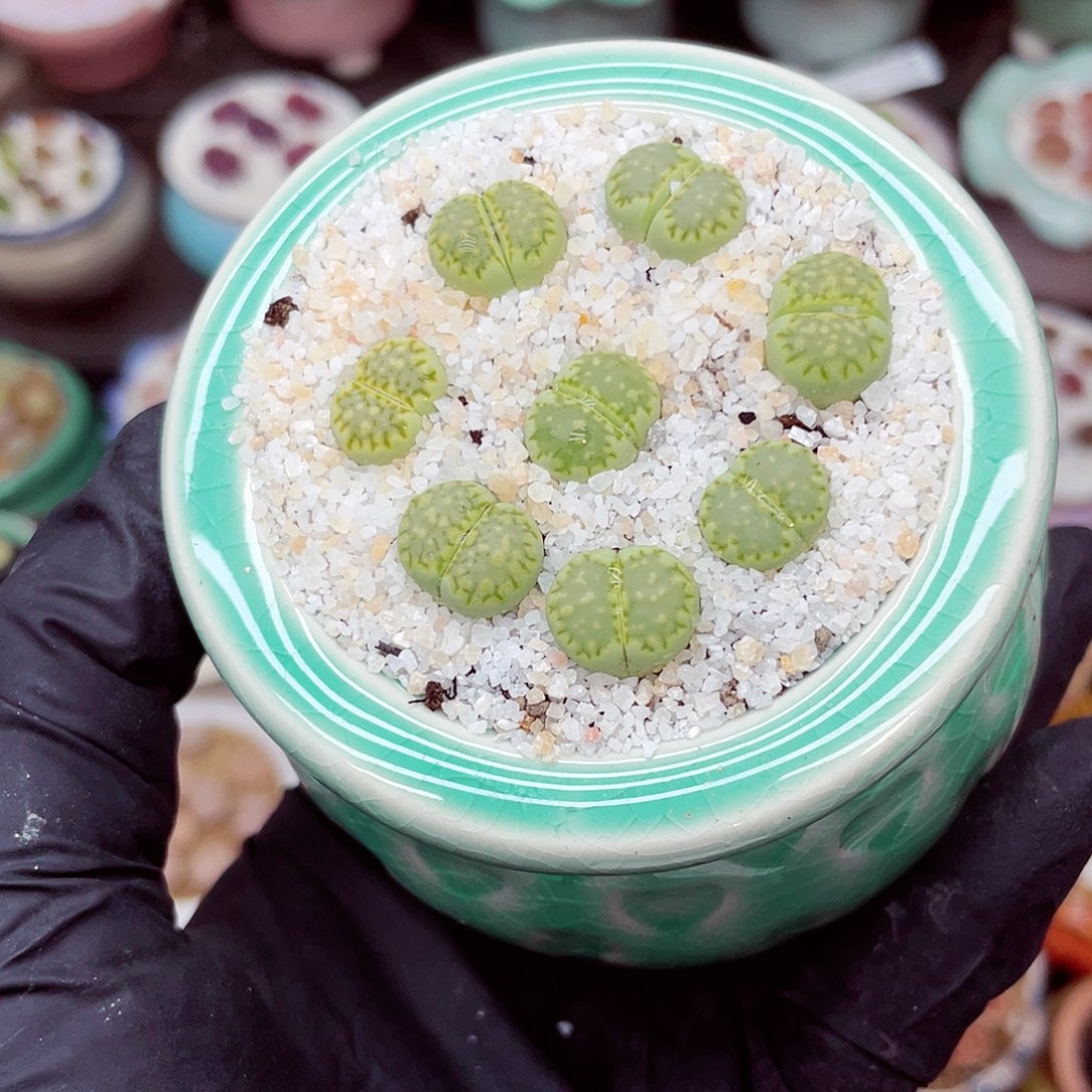 郎哥18包邮0525-213