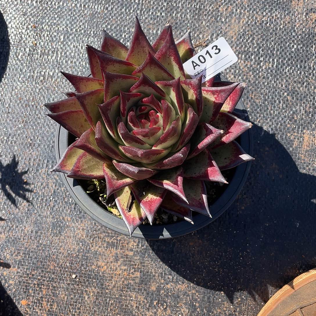 若如东云单拍A013