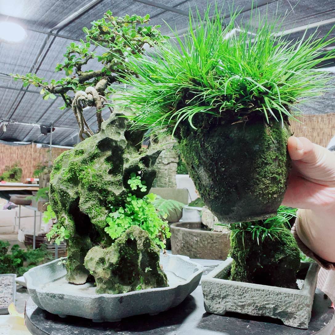 昆***房当前无花栽培后可以开花