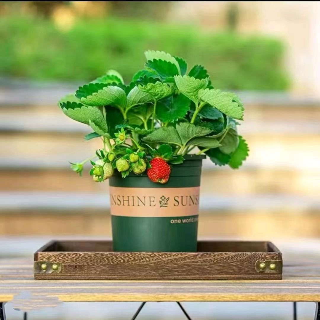 【冻死包赔】带花带果带盆栽好养带土加仑盆适合室内外阳台庭院