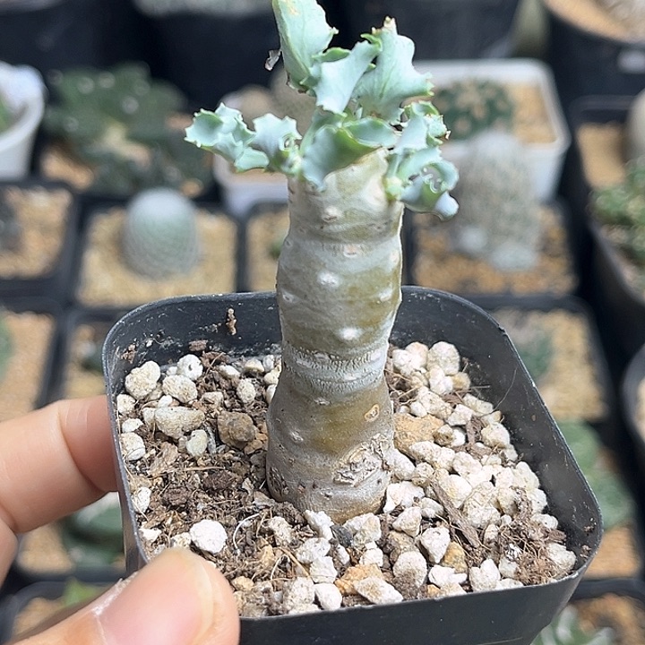 雪露厚敦菊一物一拍一颗