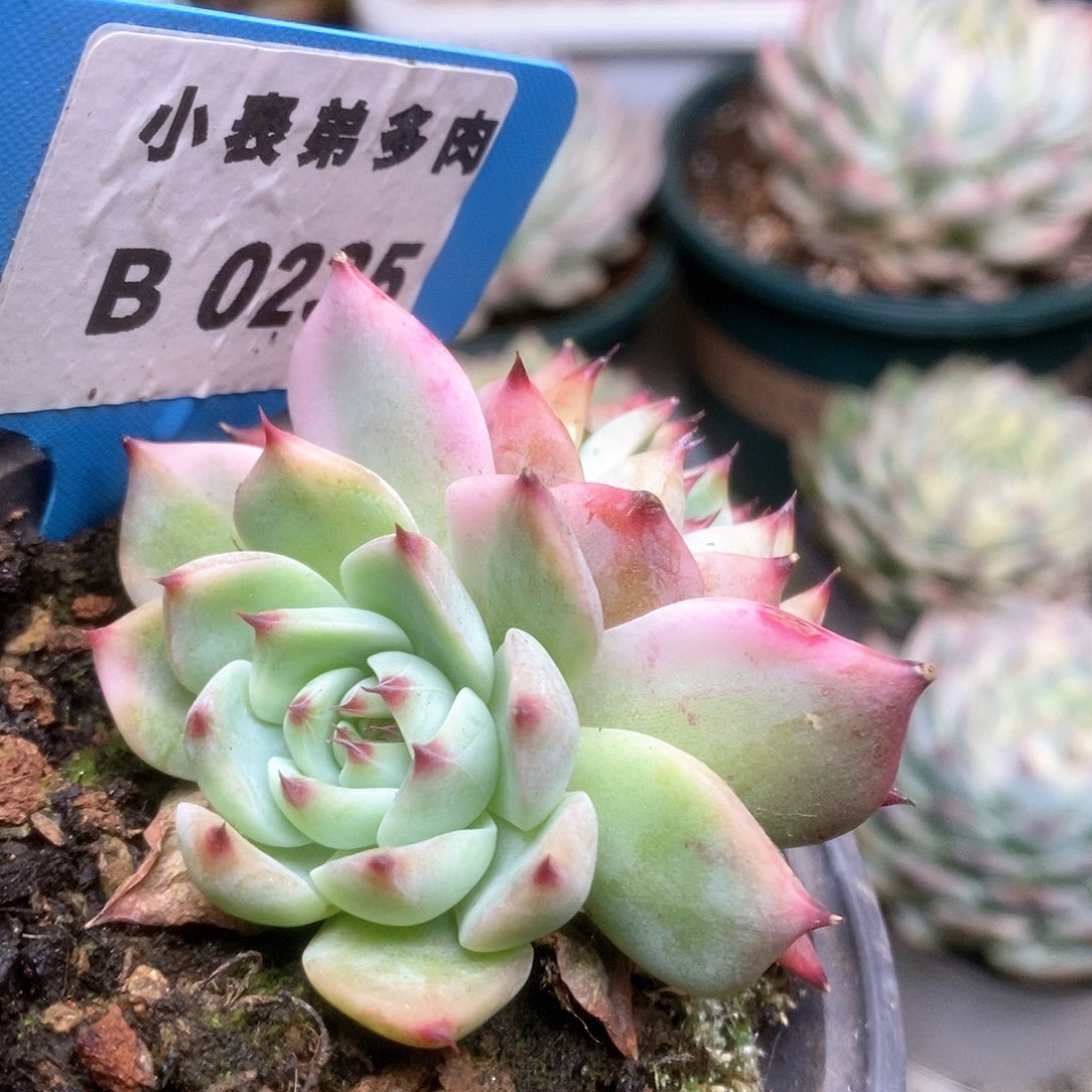 235锦锦锦锦锦锦锦