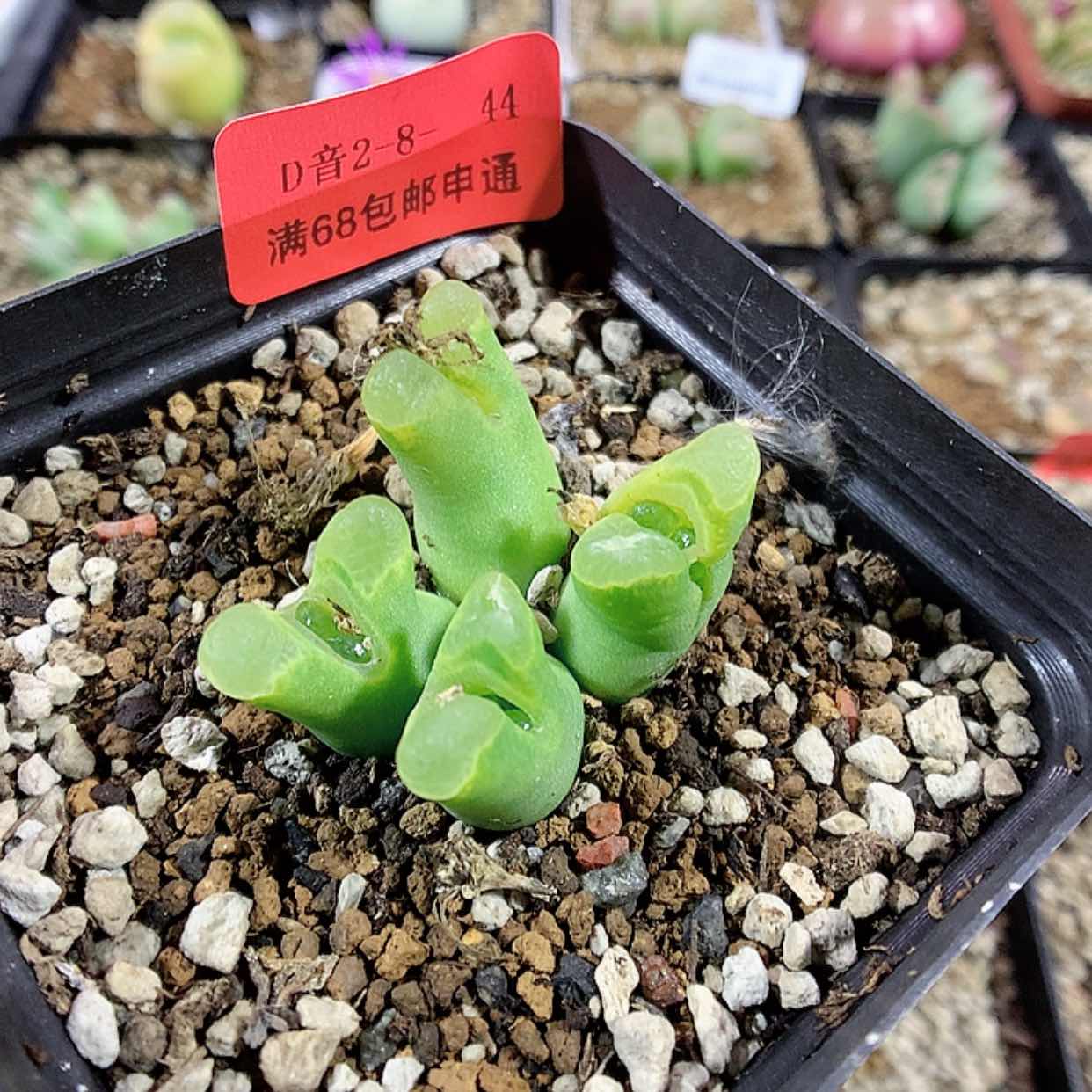 【闪购商品】2-8-44 瑕疵风铃 25 小