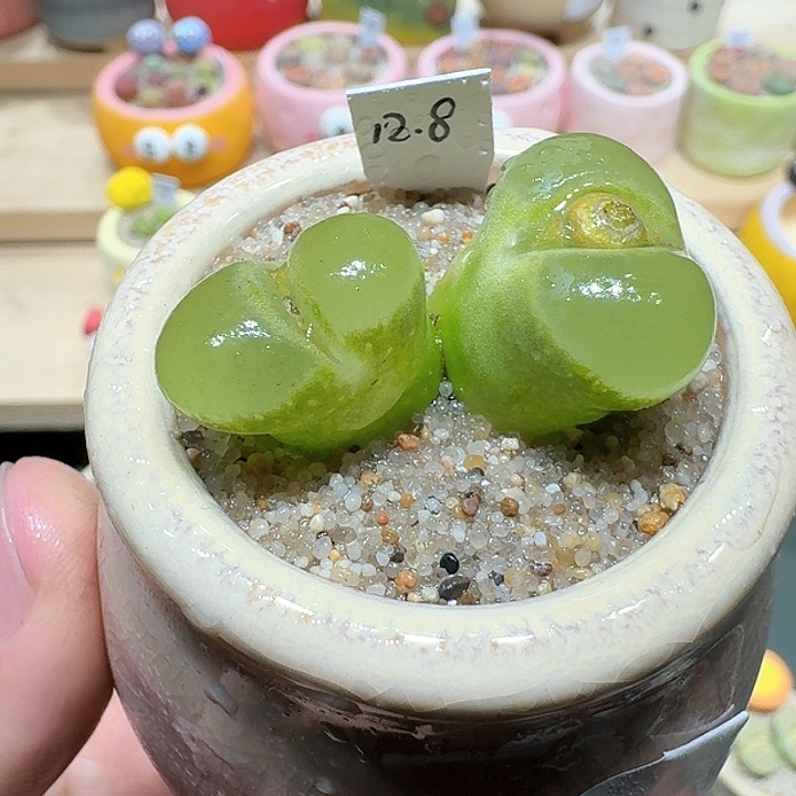 红陶蘑菇517风铃