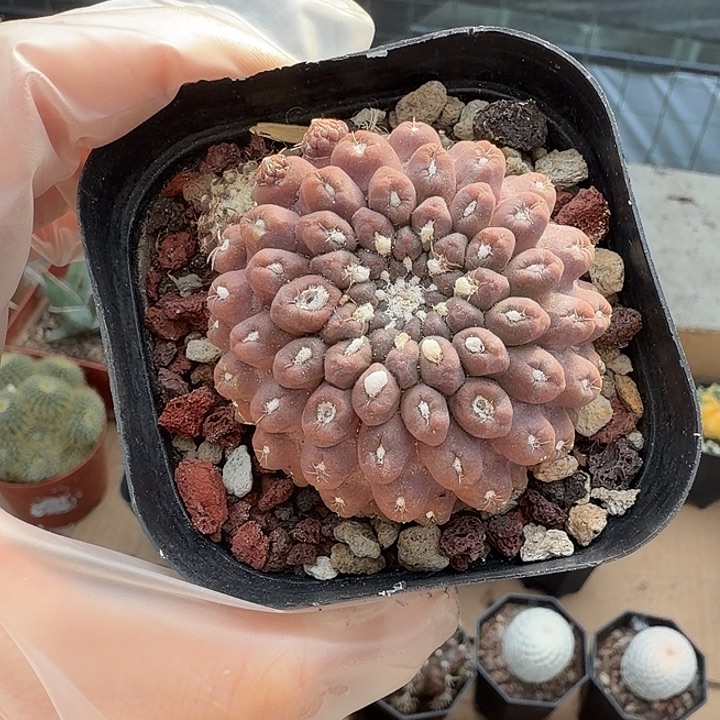 桃***！桃白白一物一拍包邮