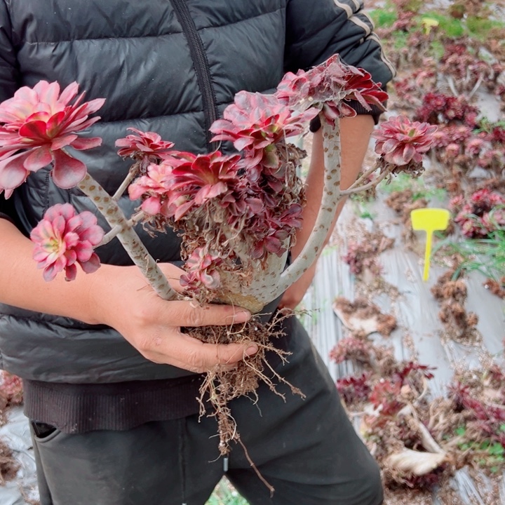 丽娜醉话量拍多肉法师