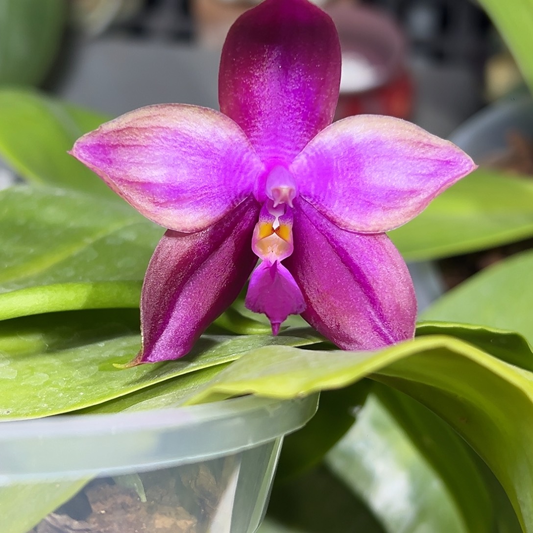 大部分开放少量花苞