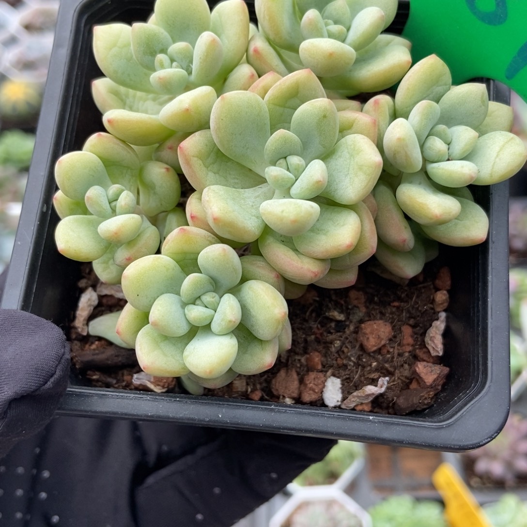 989泡泡糖多肉植物