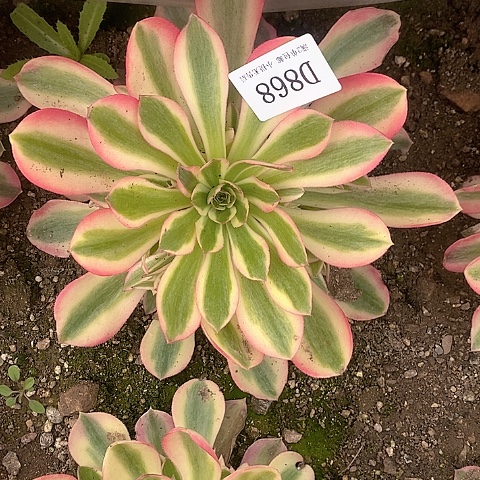 868女巫多肉法师