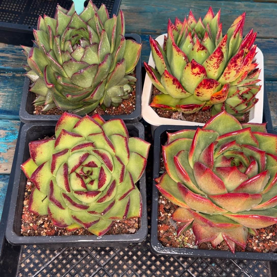 从前慢多肉精选编号0114.205