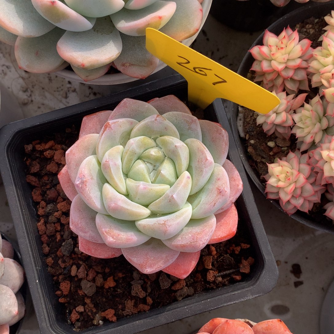 ****果加油冰玉加油7272727272¥