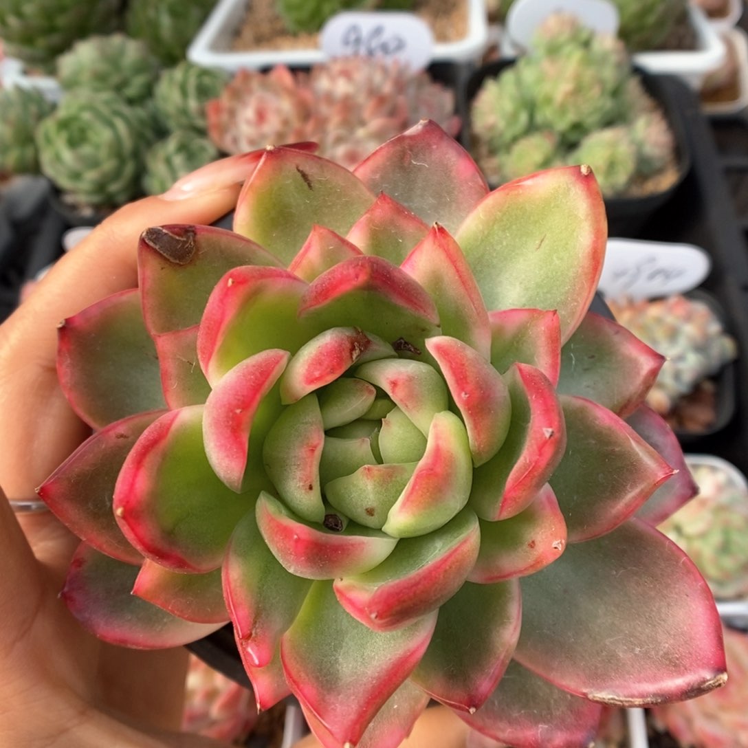 水晶珍妮锦可拍。