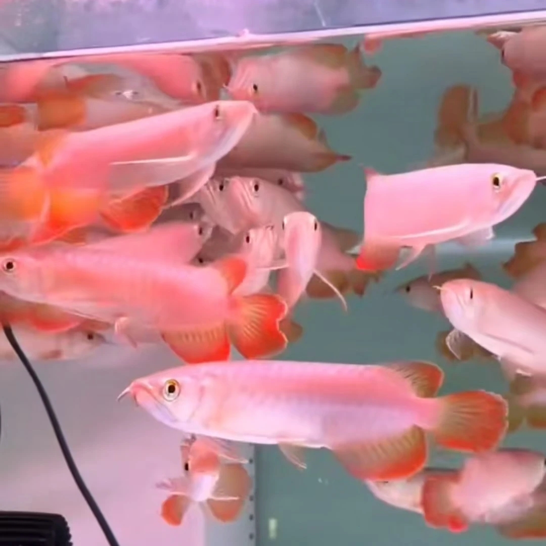 印尼赤焰小红龙直播