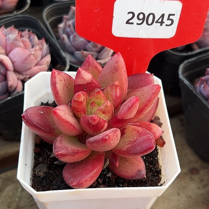 阳***光糖心      29045号   
