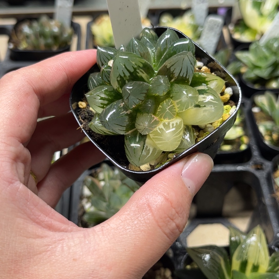 66龙爪玉露锦一物一拍