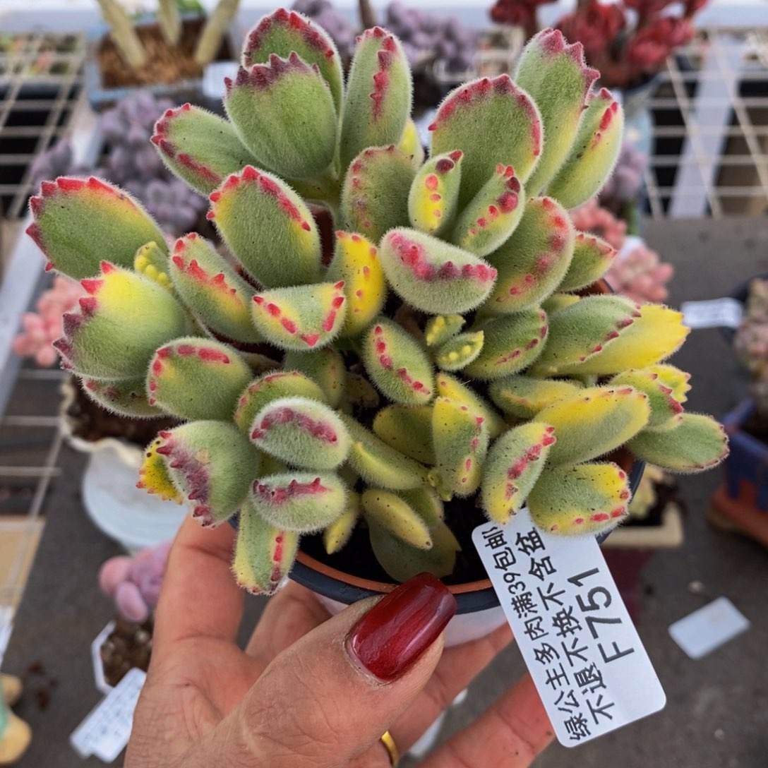 彩熊751/8c m不包整