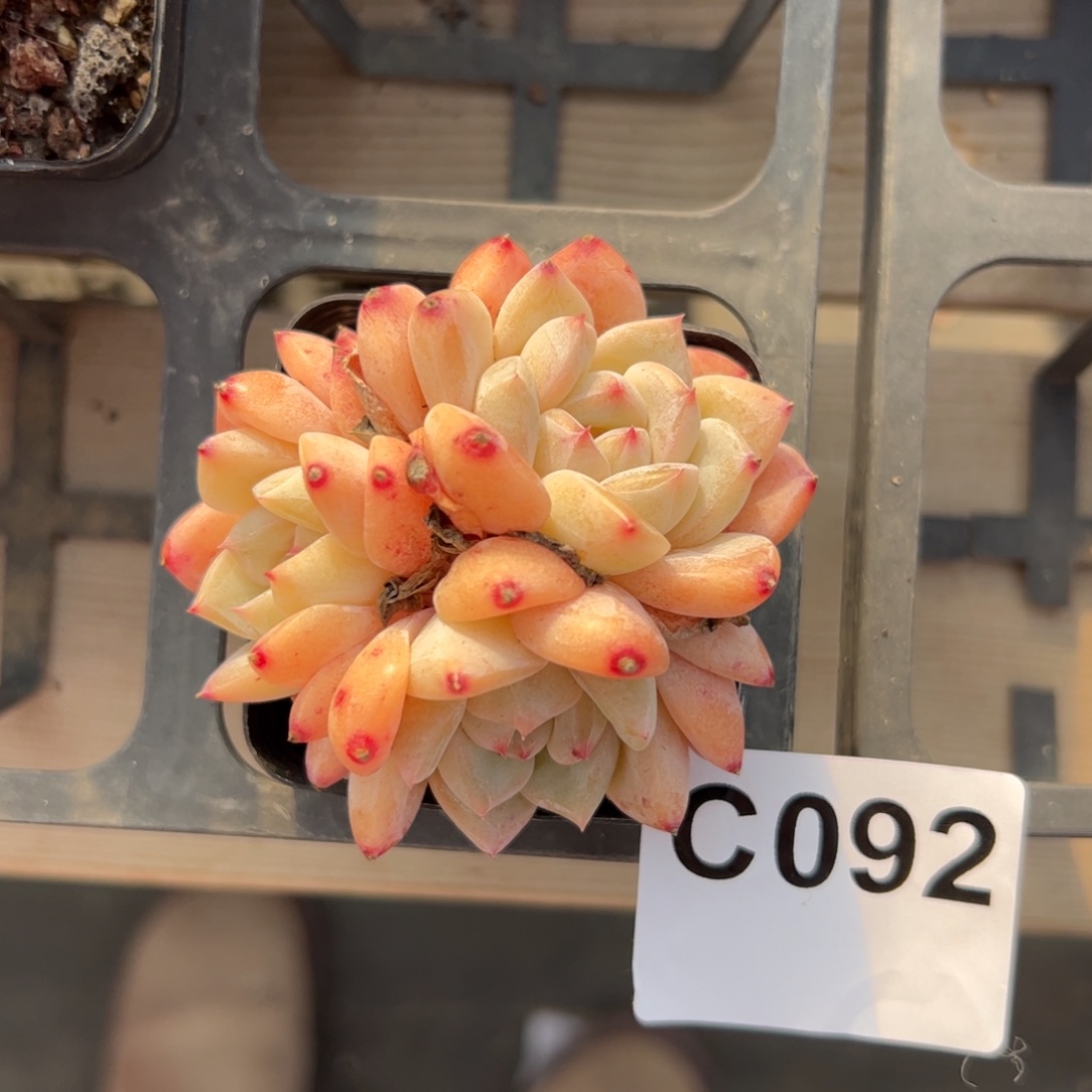 迷***兔092 满38包邮一物一拍