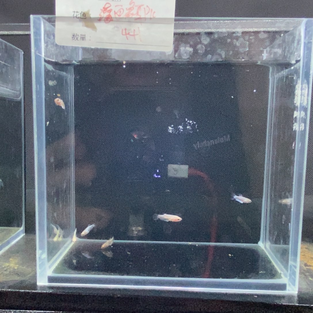 斗鱼包活不包损所见即所得126