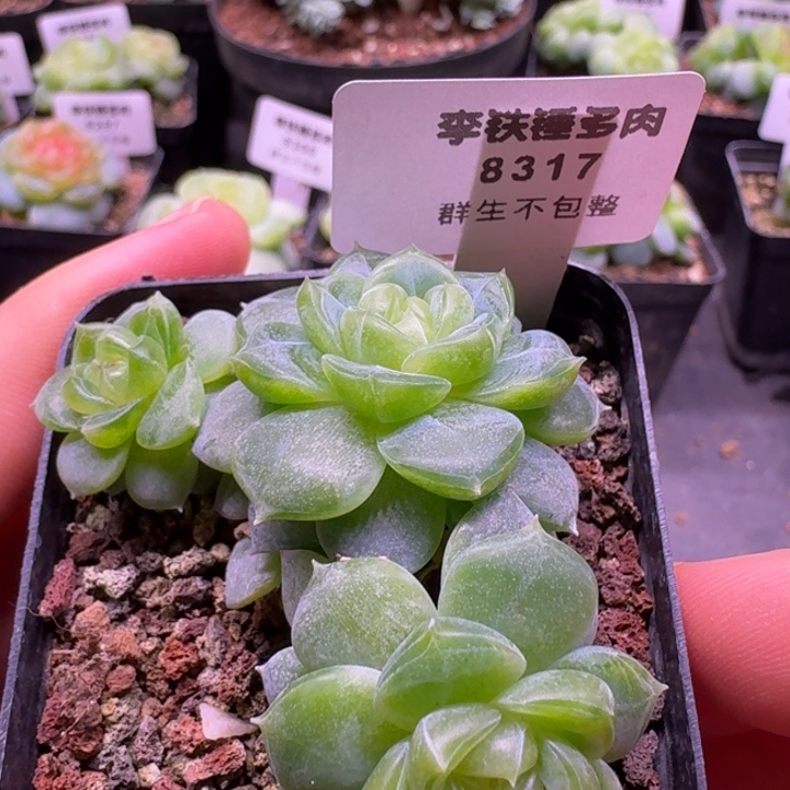 8317编号26一物一拍5cm盆