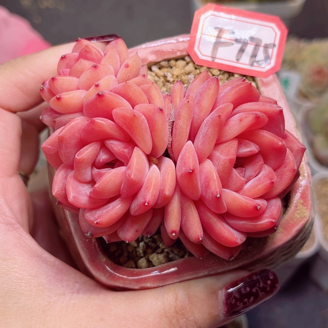 F775一物一拍 甜心公主