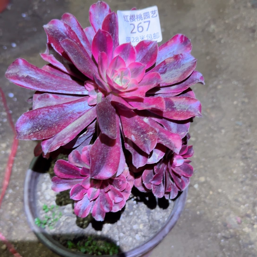 美度沙法师多肉267