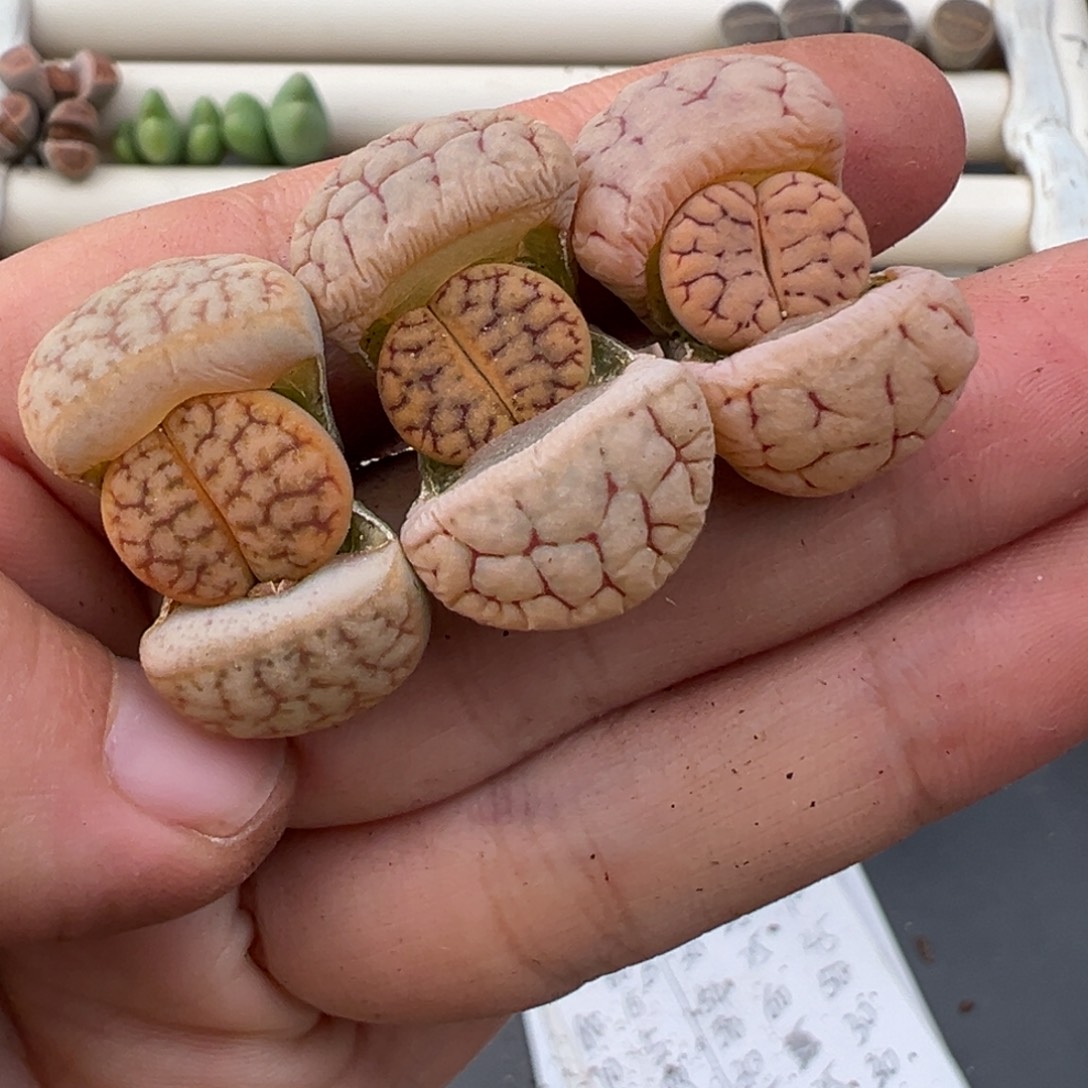 12.22好看的多肉脱土发货454