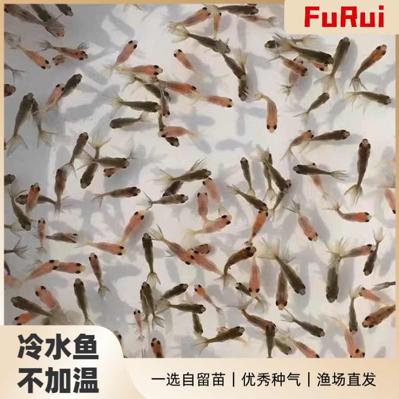 精品奶牛兰寿鱼苗活体观赏鱼饲料鱼苗冷水淡水潘氏金鱼鱼苗精品