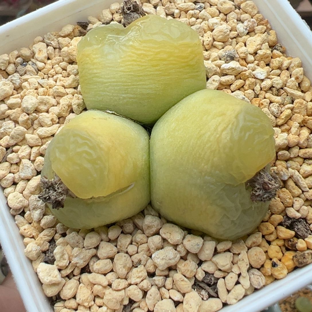 多肉植物144号三头黄毛