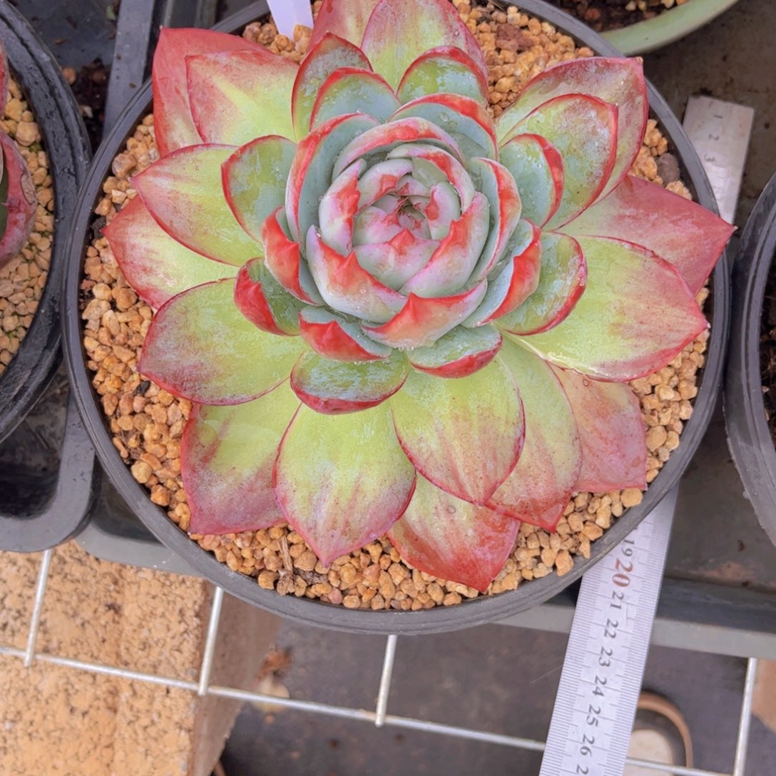 蜗***洋惊鸿仙子Ａ391一颗一物一拍