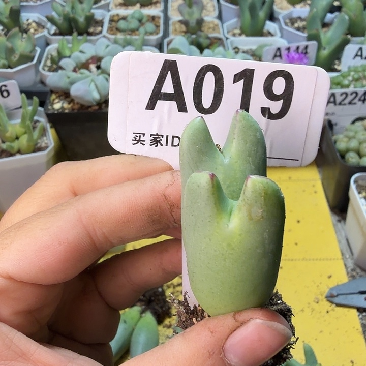 1***满019。满38包邮肉锥