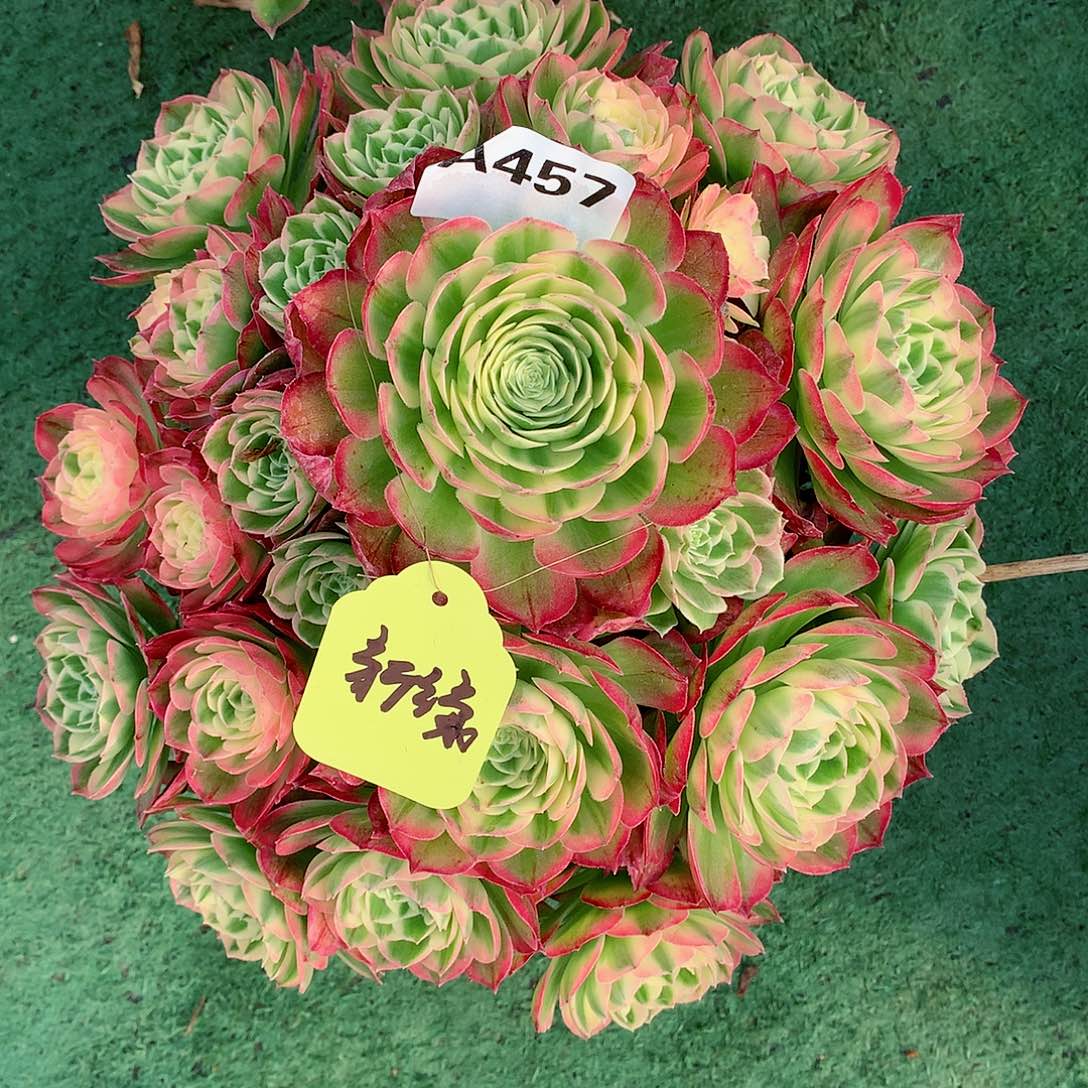 新*457.海仙多肉植物