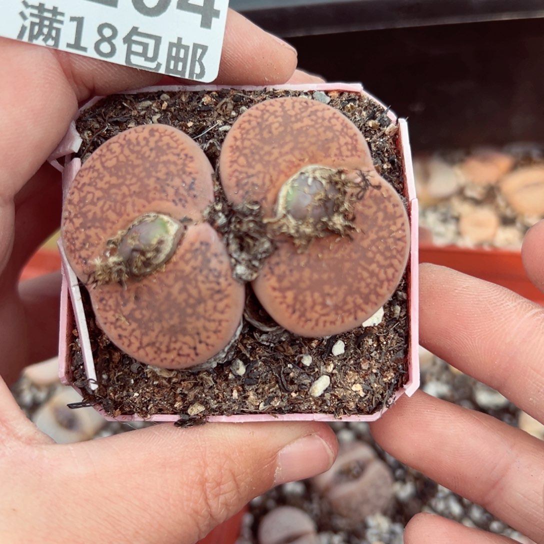 【闪购商品】1204……