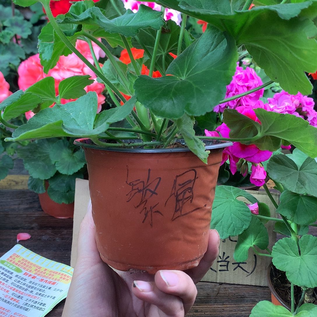 完全开放繁星8888888