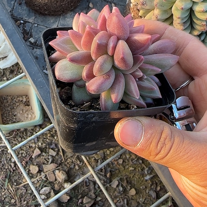 迷雾泡泡001 多肉植物一物一拍