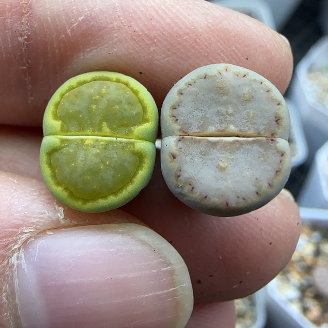 454开播福利30包邮