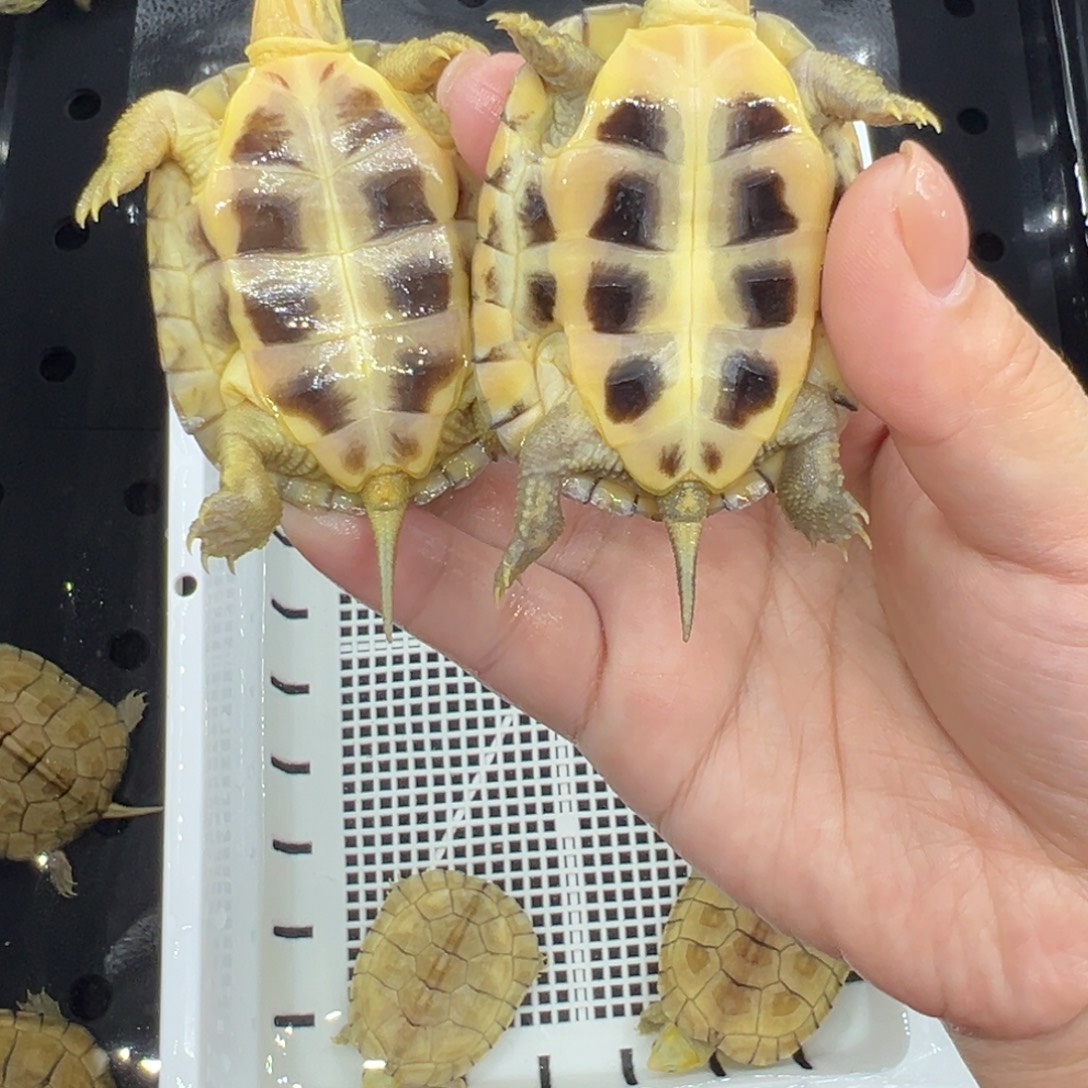 回***远绿毛龟母三黄小青龟