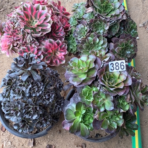 386四颗法师多肉植物