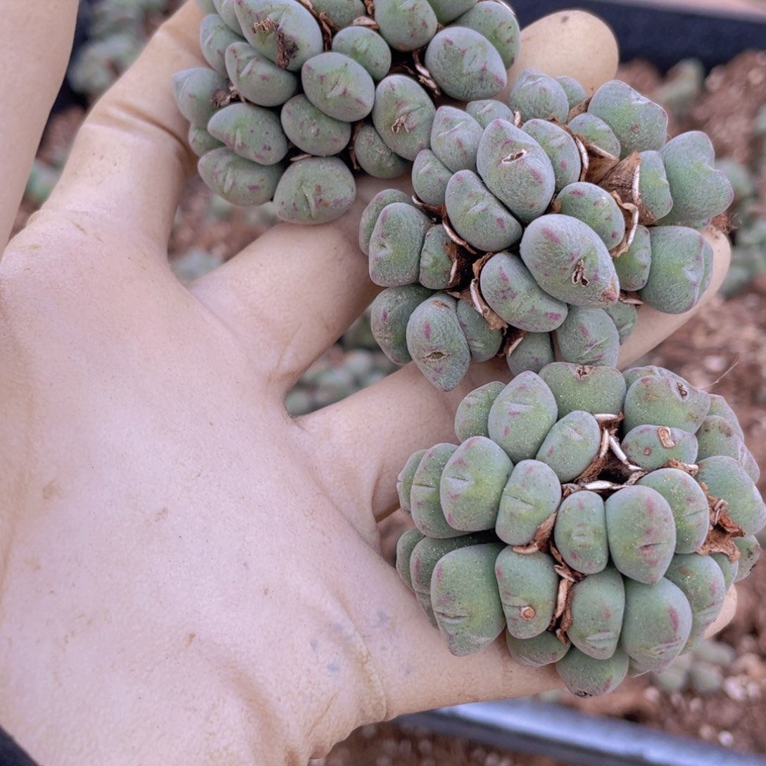 3颗口笛8888888888888