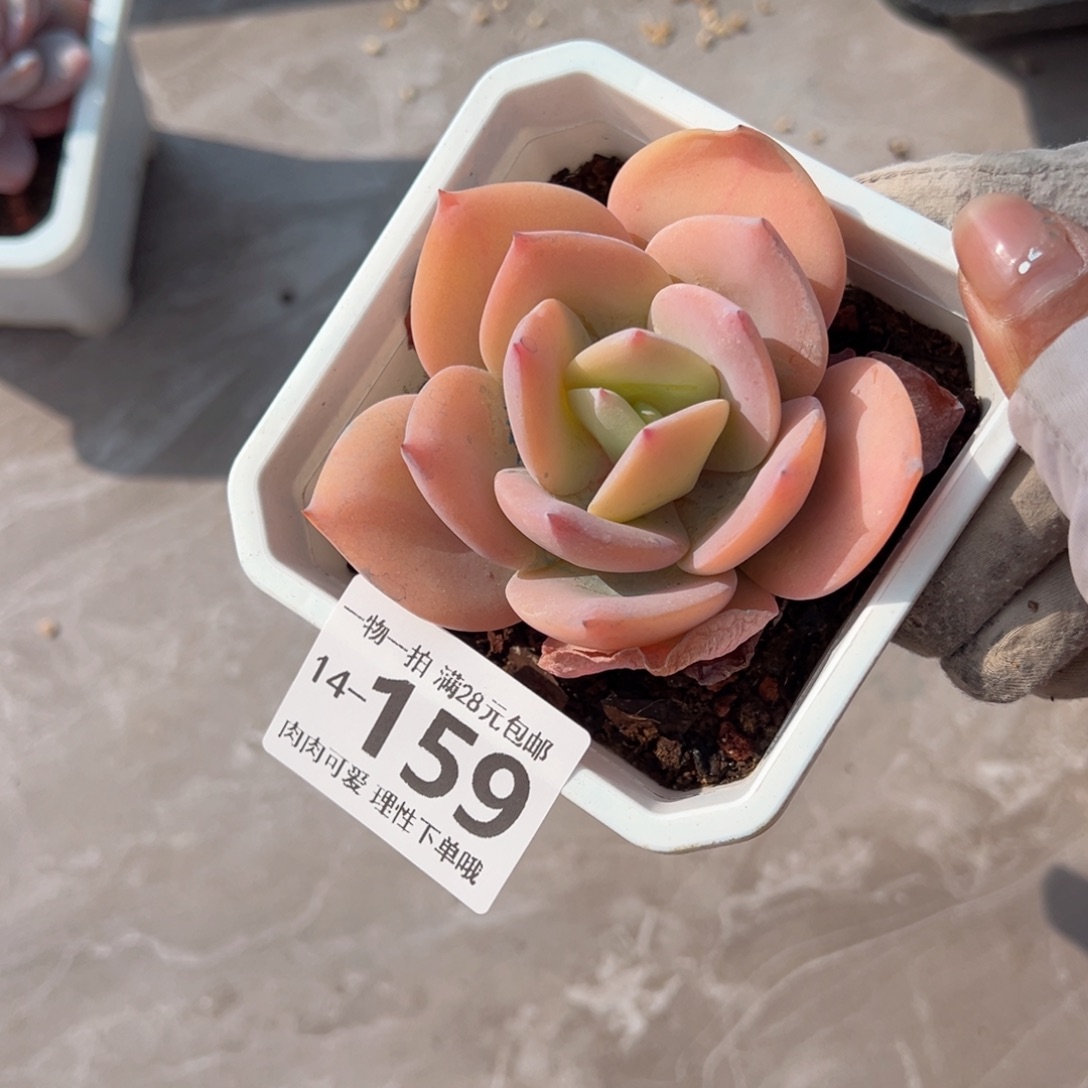 奶茶，多肉多肉多肉多肉