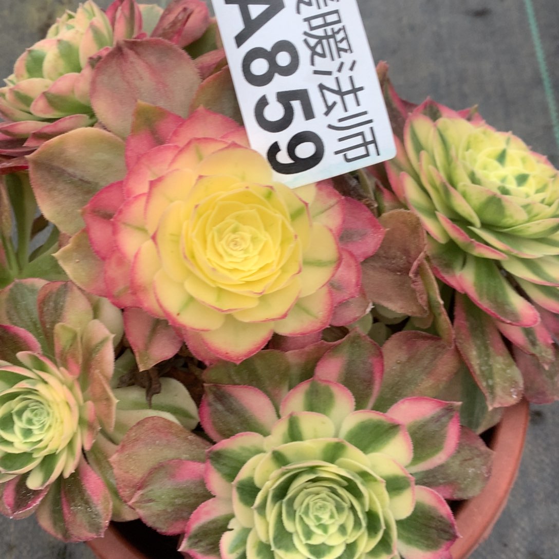 A859–粉钻35福利福利福利