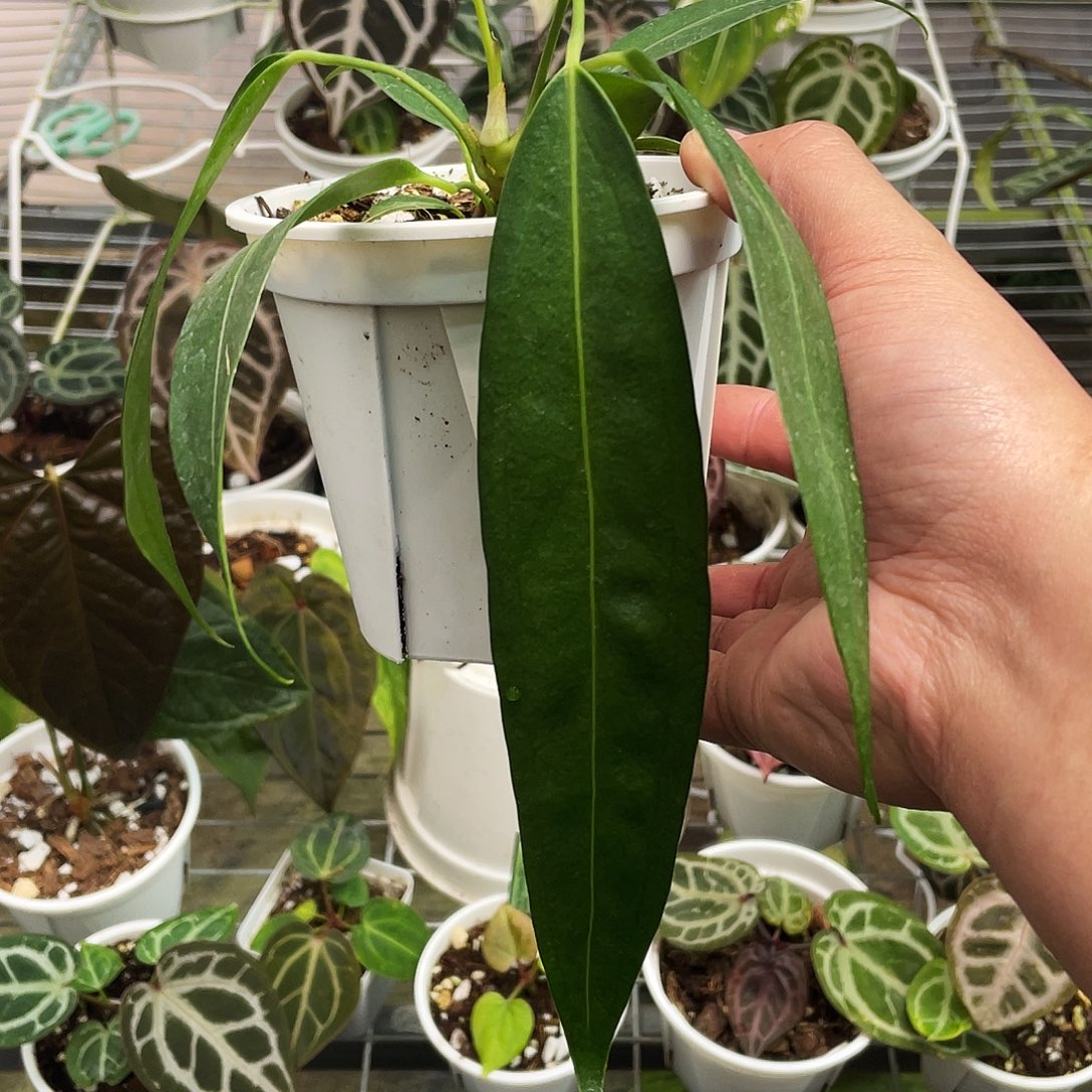 完全开放温蒂领带