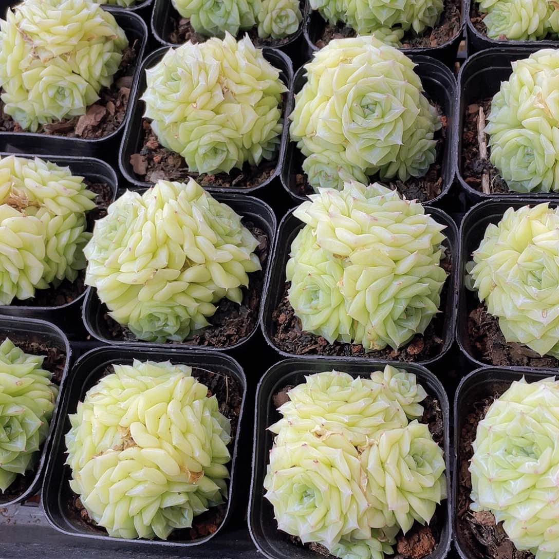 量拍142号 白天鹅麦秆群生一个