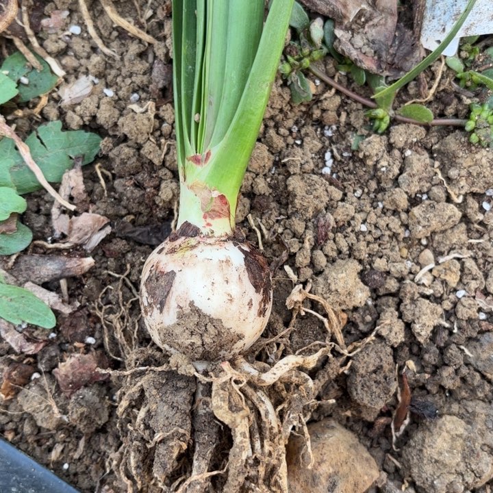 无花朵淘淘11号包对版