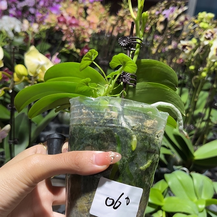安***8大部分花苞少量开放060