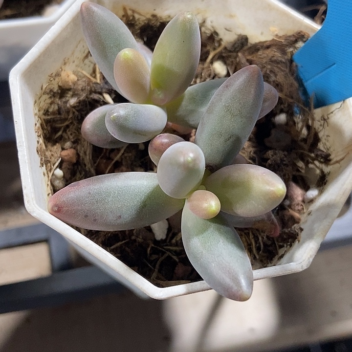 多肉植物烟花1003多肉