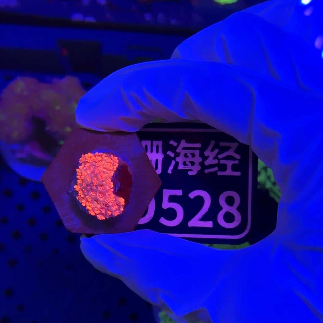 D***&纽扣珊瑚又又不包邮澳彩原石D528