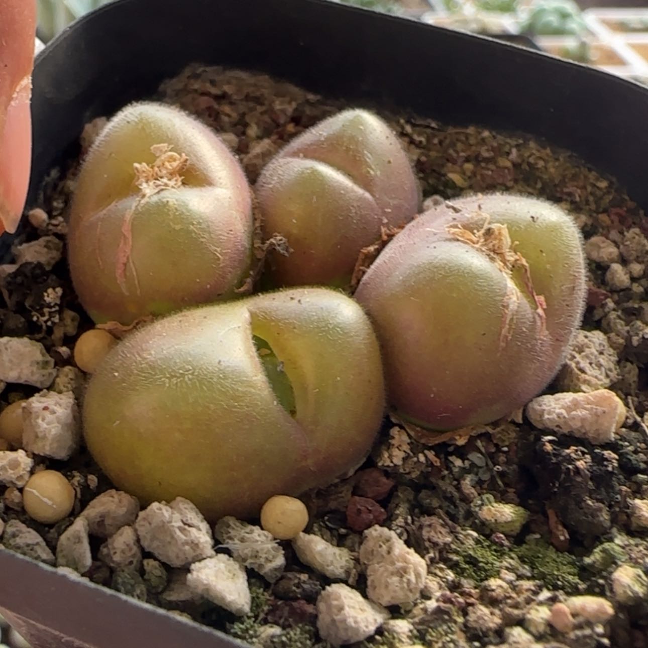 【闪购商品】21989