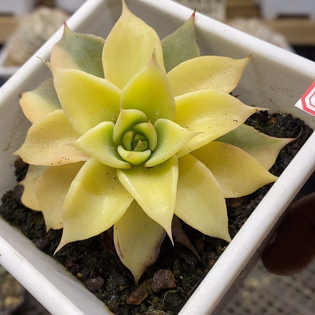 02165 饺子皮锦 需延时发货