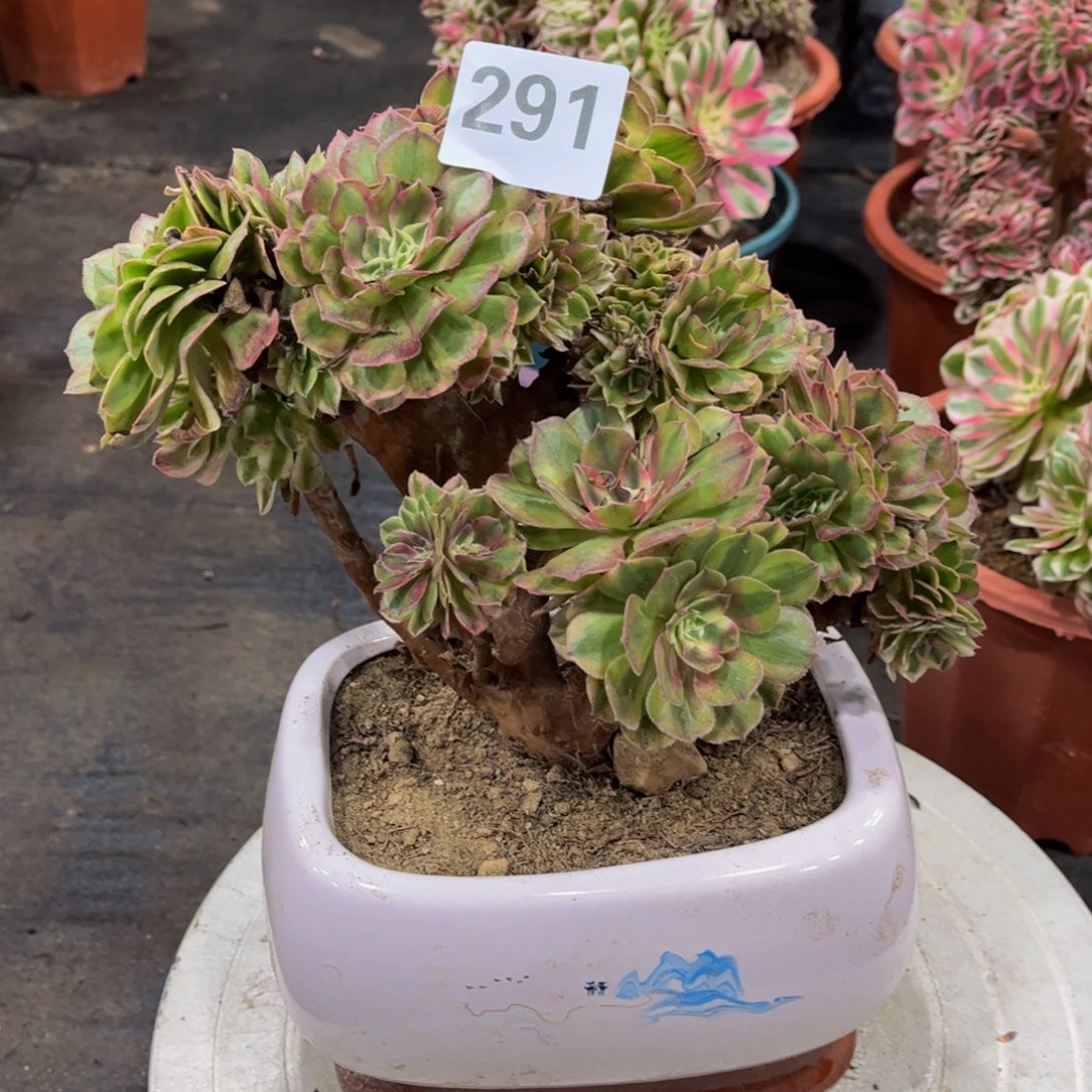 多肉植物满39包邮不满39发单头291万白缀