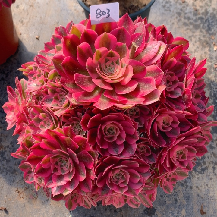 803粉女巫精品法师多肉